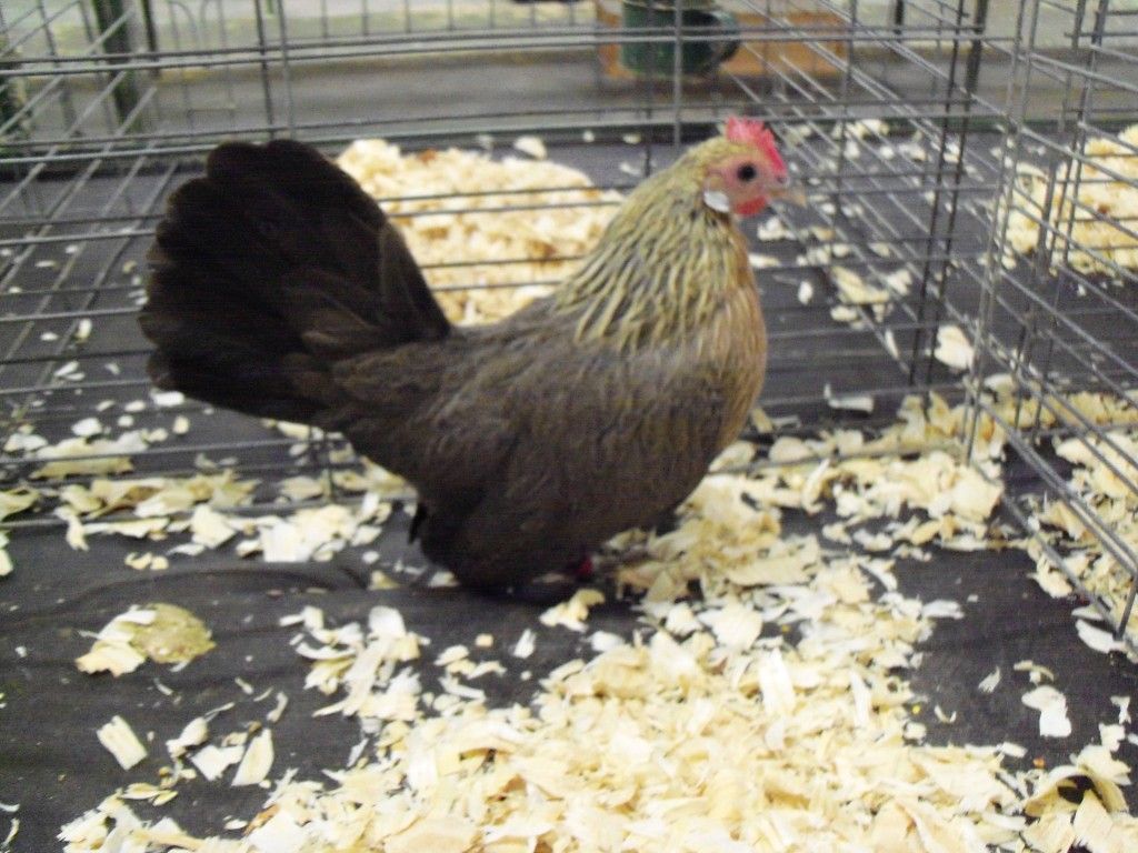 Cream Light Brown and Blue Cream The Classroom The Coop